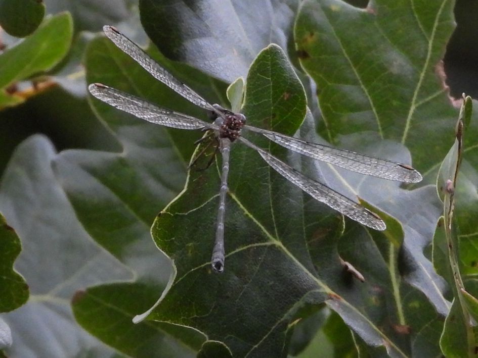 Welke libelle is deze